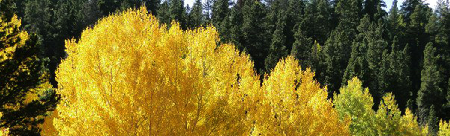 Fall Trees Rocky Mtn