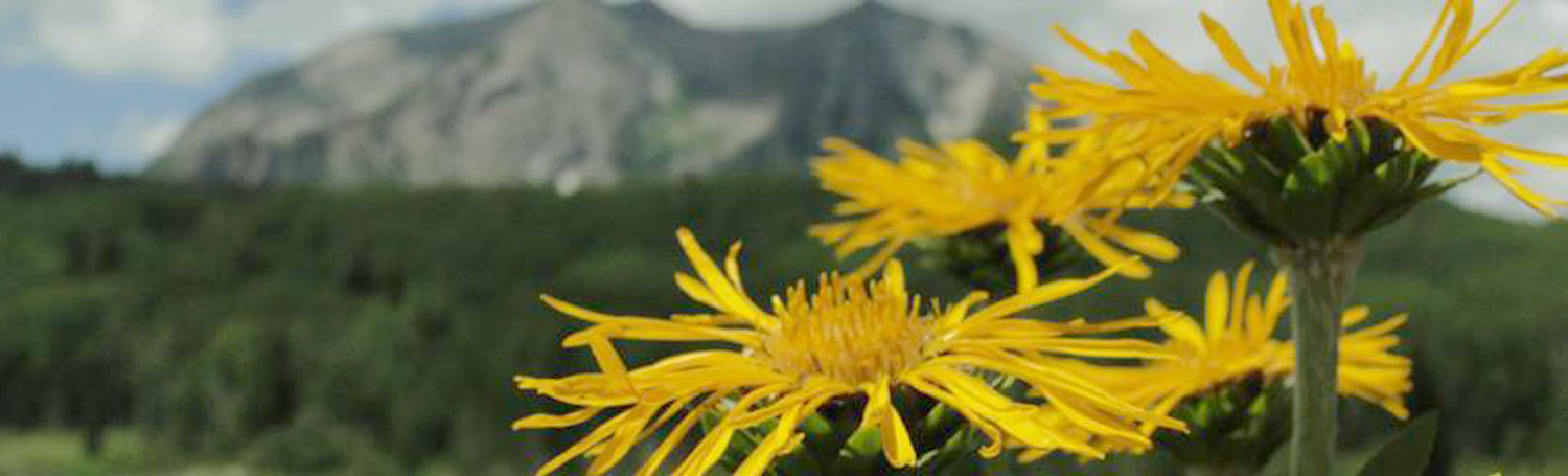 Crested Butte Wildflowers